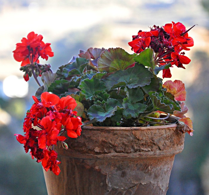 Flowering Houseplants 15 Blooming Indoor Plants for Color and Warmth