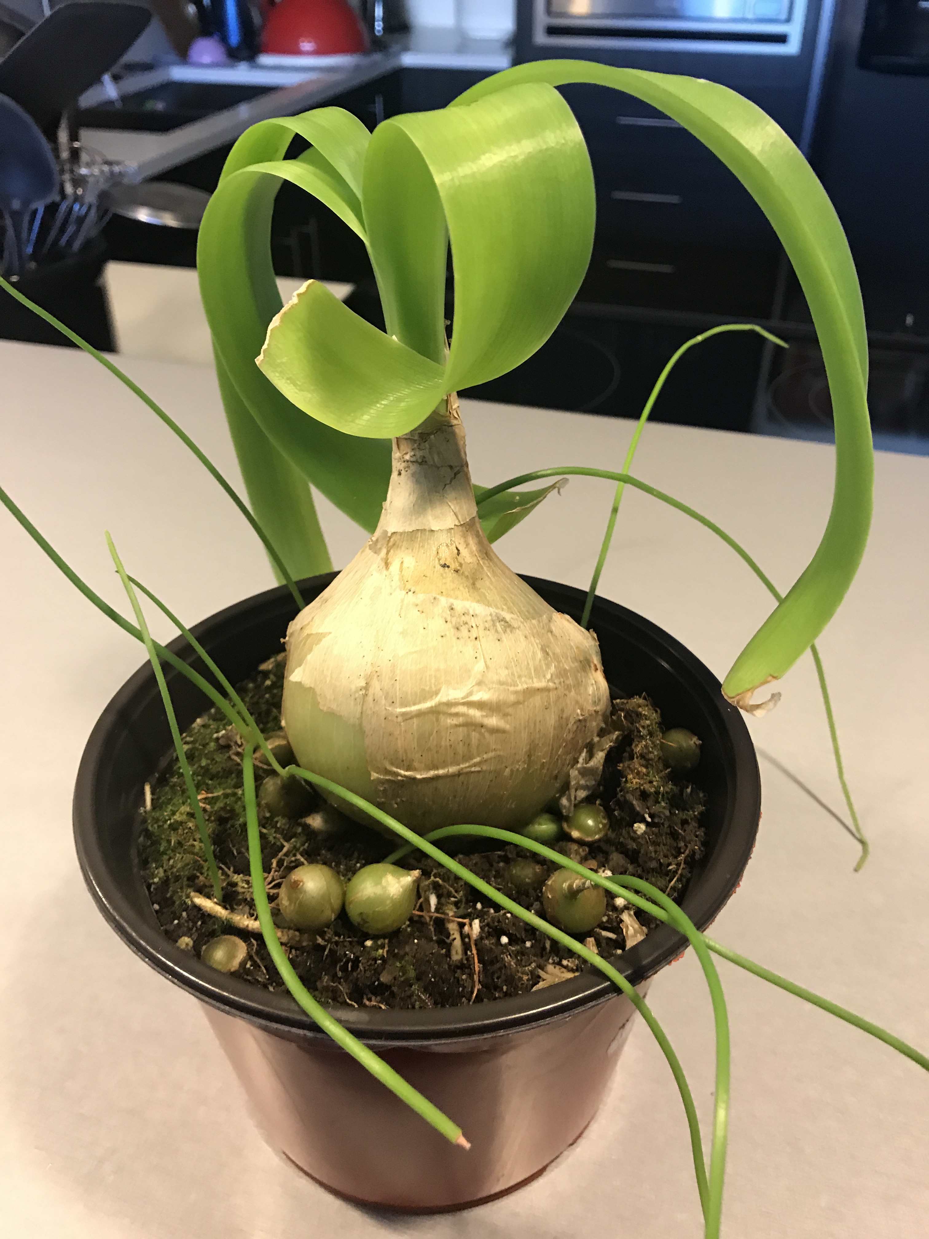 23+ Irresistible Planting Onions In Pots Inspiratif Design