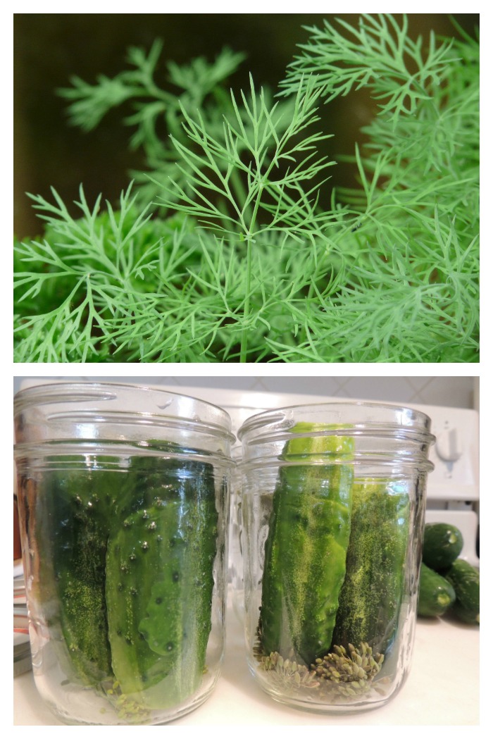 Growing Dill Planting, Storing and Harvesting Dill Weed