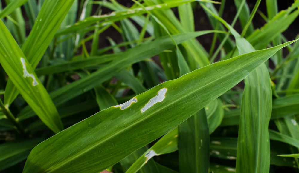 Growing Ginger From Root How to Grow Ginger Root