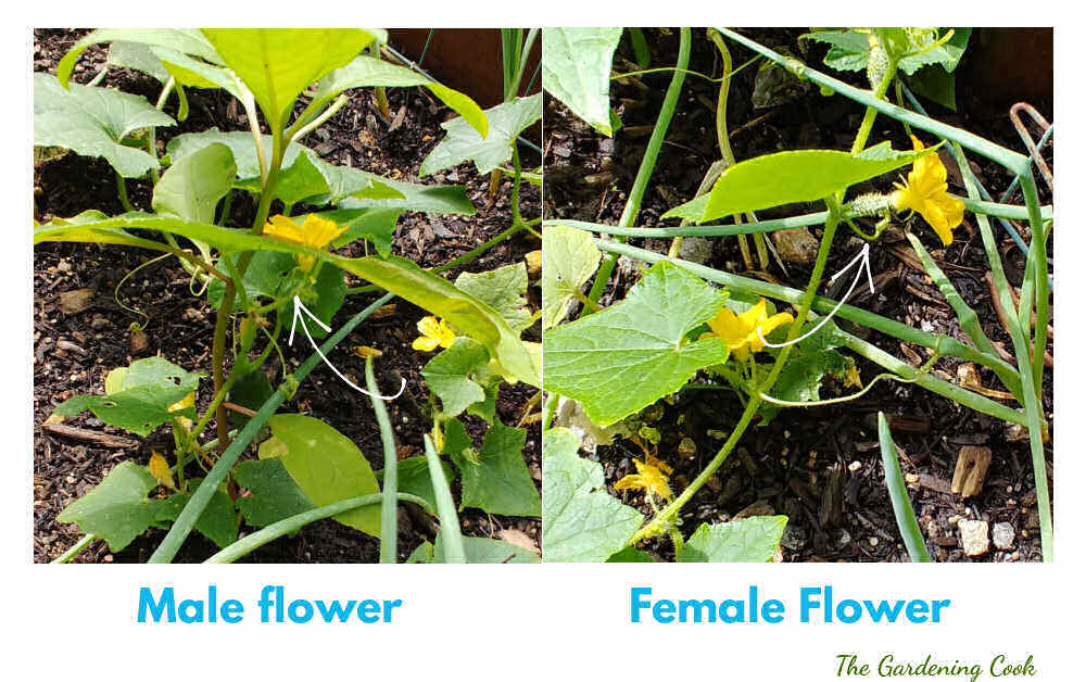 Cucumbers Turning Yellow Garden Problems Are they Safe to Eat?