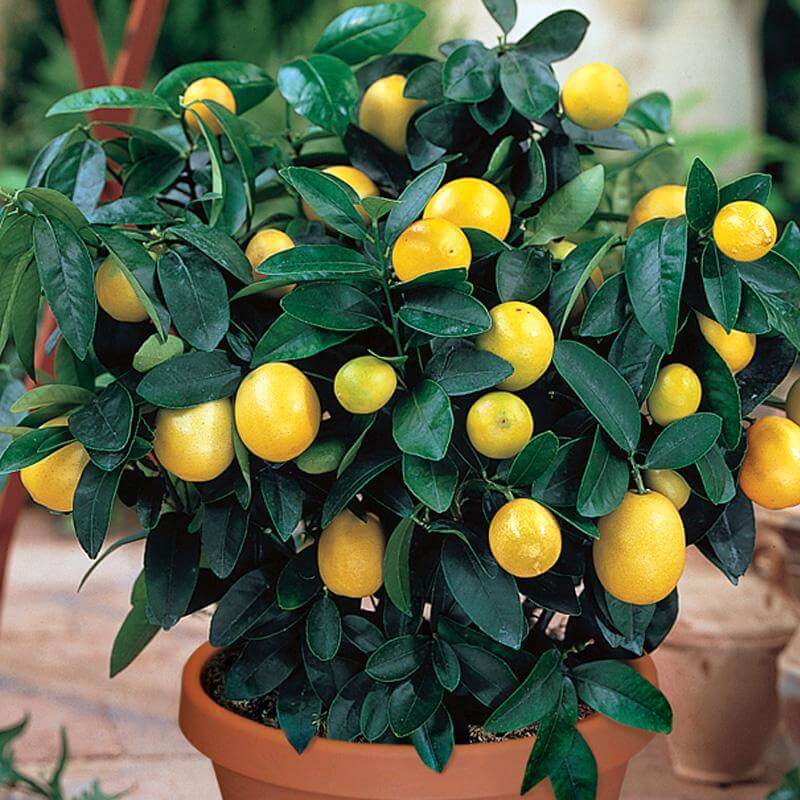How to Grow Lemon Trees in Pots (18 PROVEN Tips) The Gardening Dad