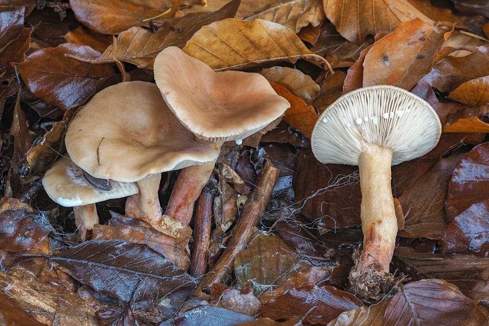 Lactarius subdulcis