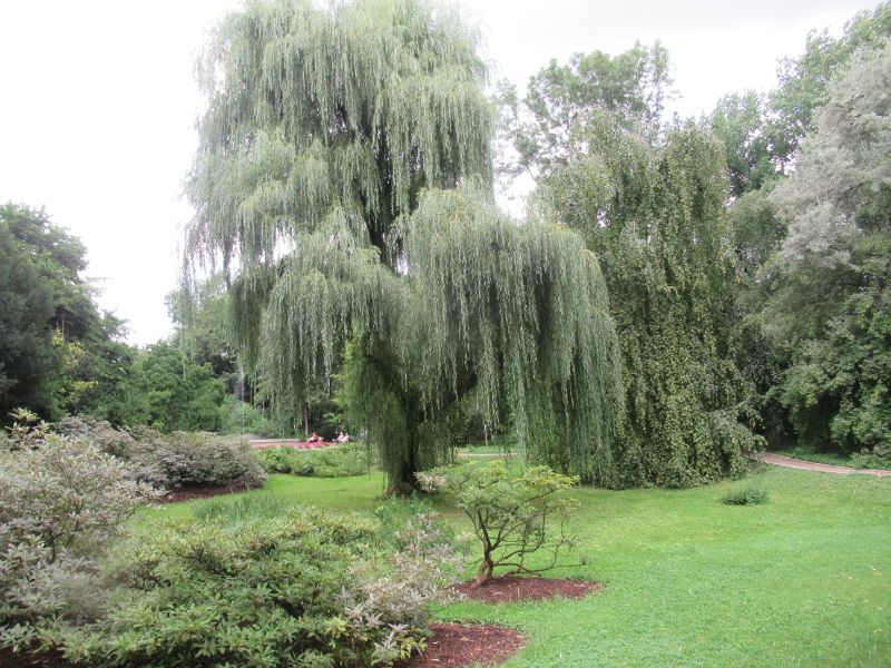 10 Stunning Types of Willow Trees and Shrubs