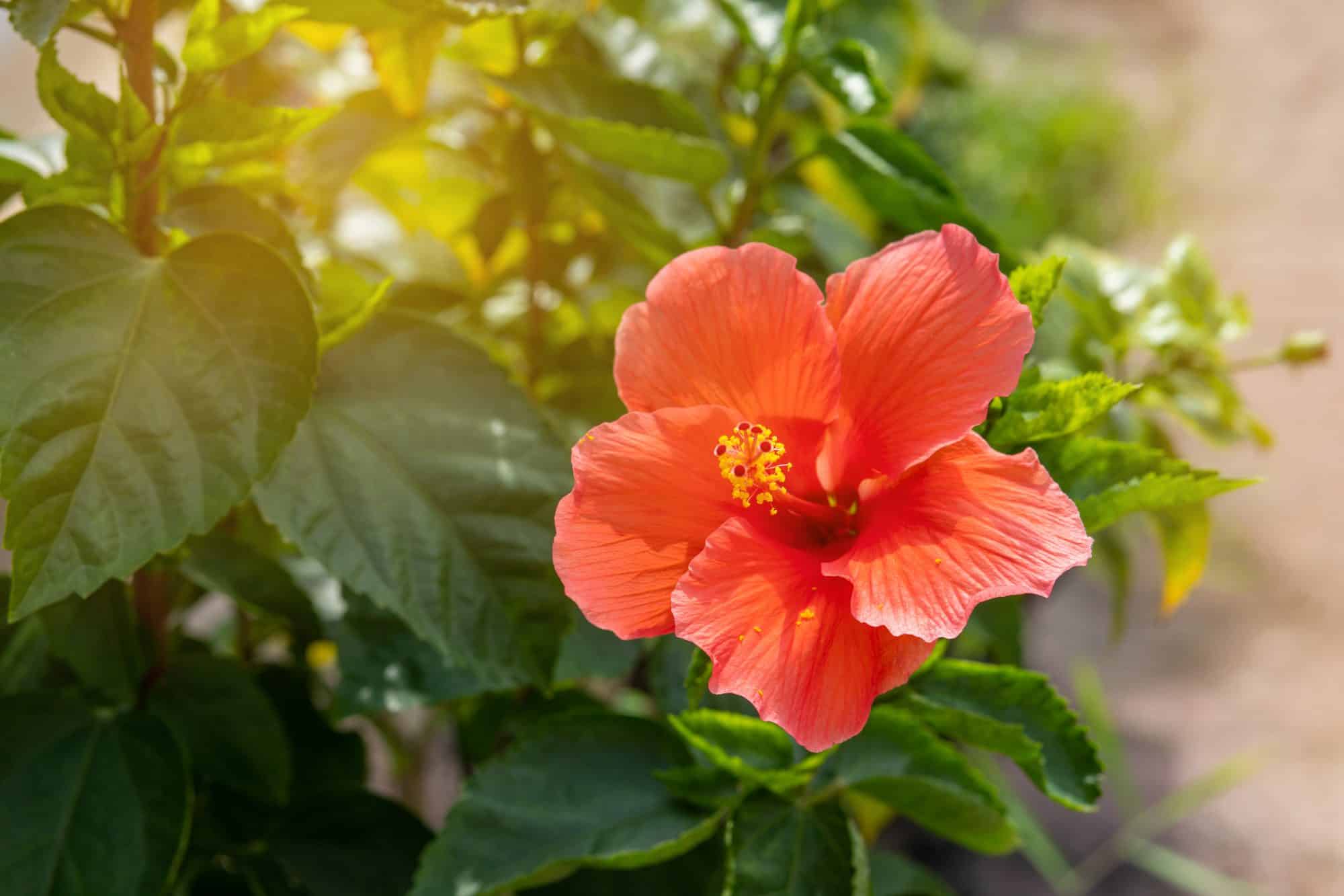 How to Plant, Grow and Care Hibiscus