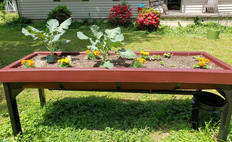 raised garden bed