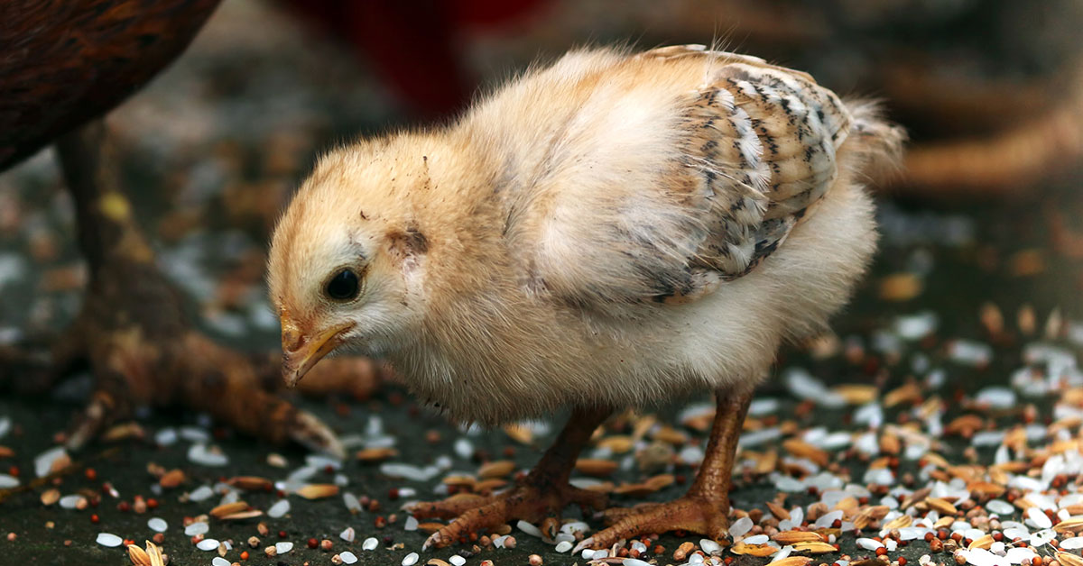 baby chicken