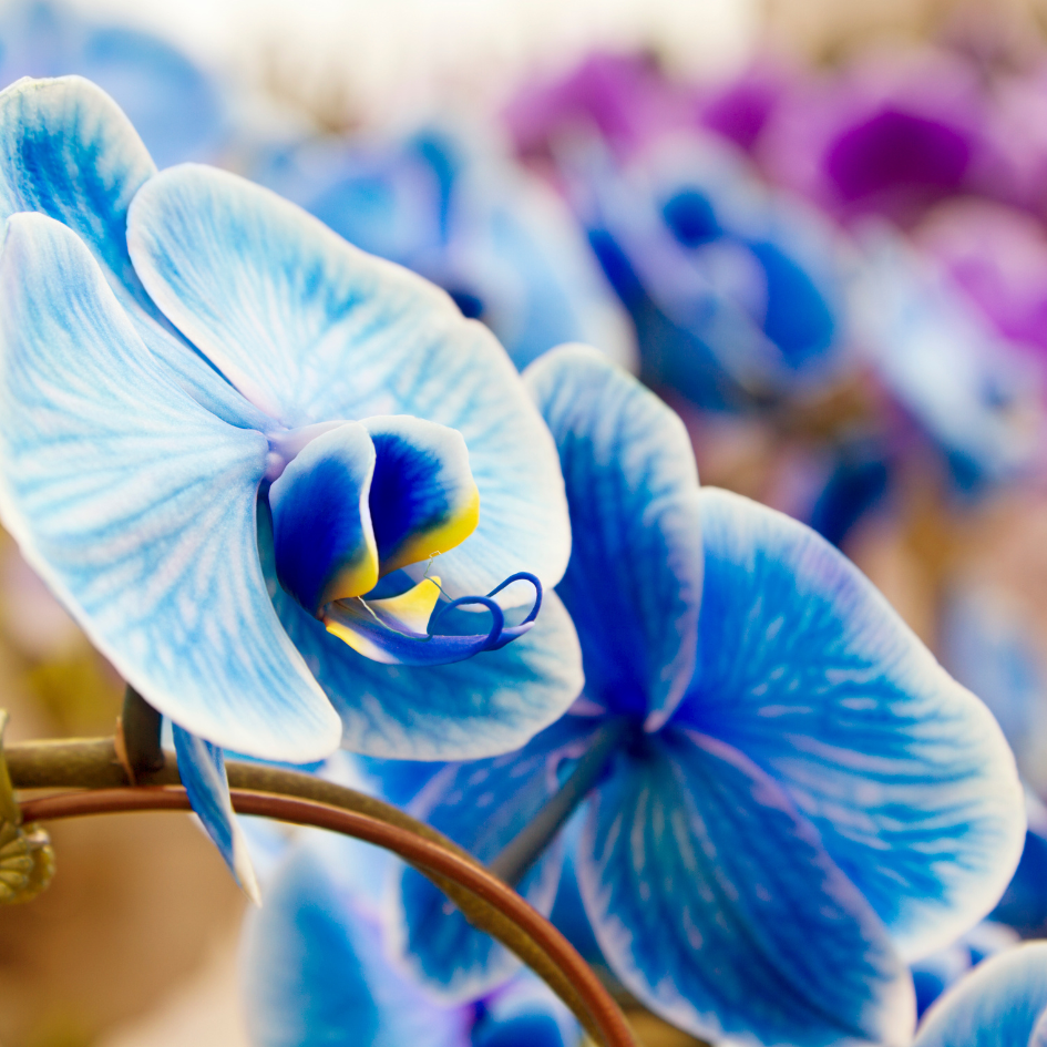 Mystique Orchid Care Guide to Growing Blue Orchids The Garden Pixie