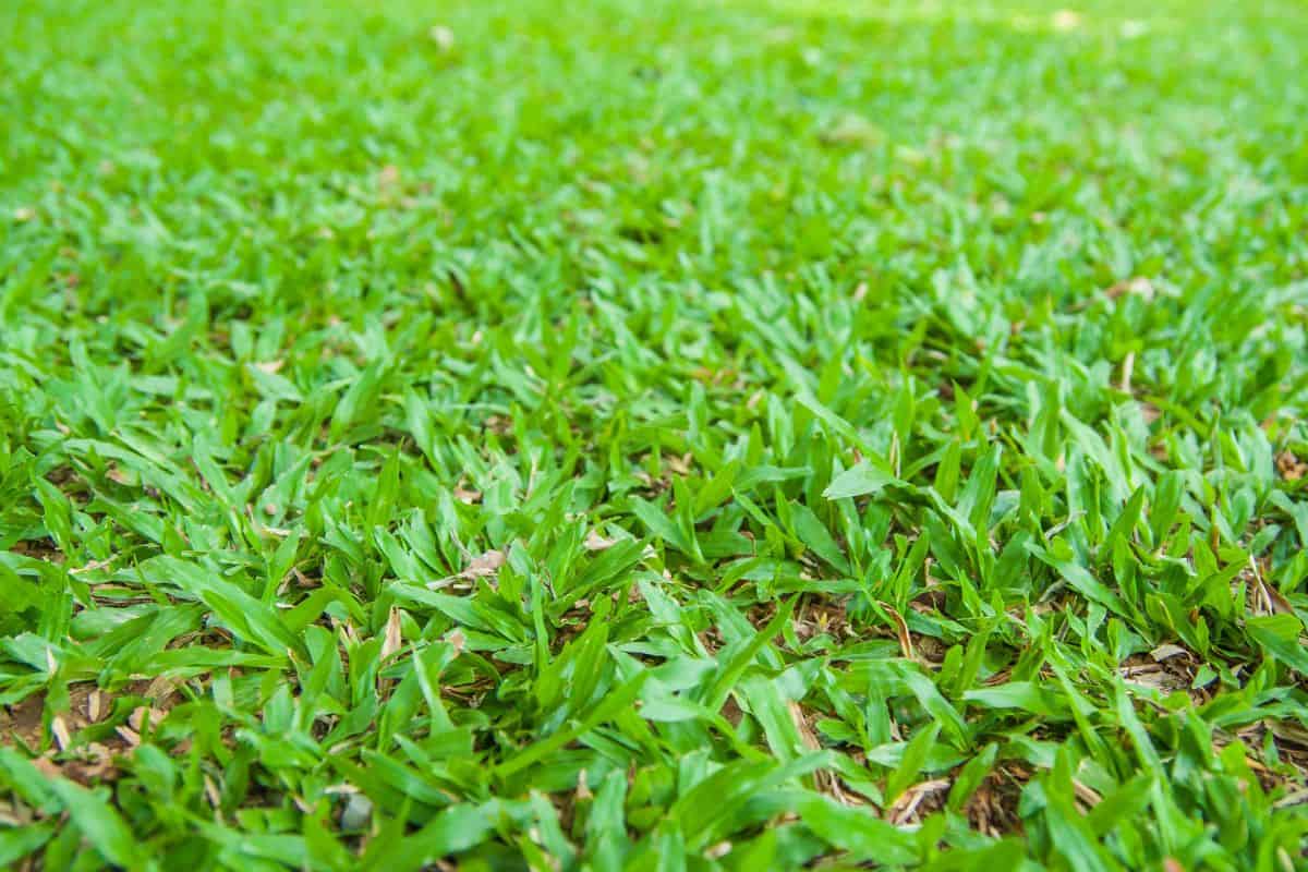 13 Weeds that Look like Grass How to Recognize?