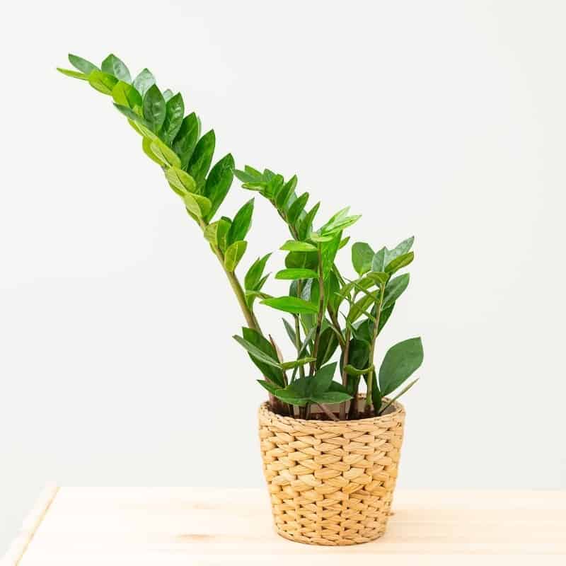 All The Common ZZ Plant Problems And Solutions