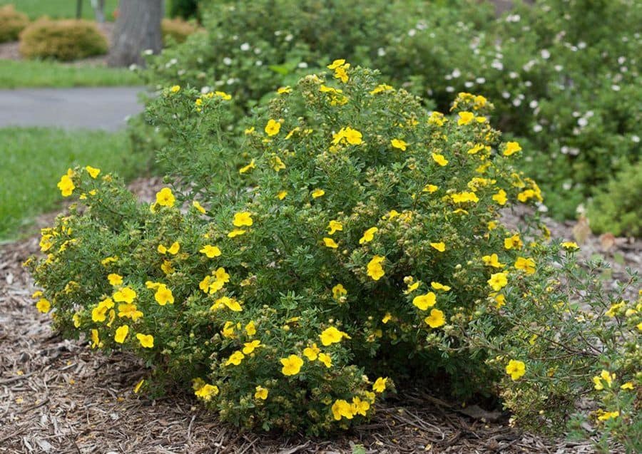 Pruning Potentilla Why, When, and How!