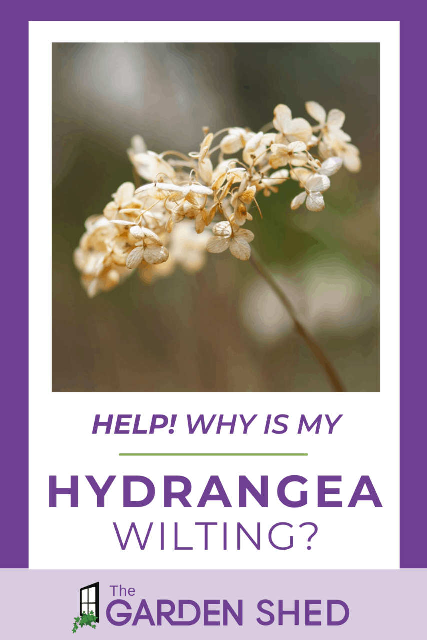 Why is my Hydrangea Wilting and Ways to Help The Garden Shed