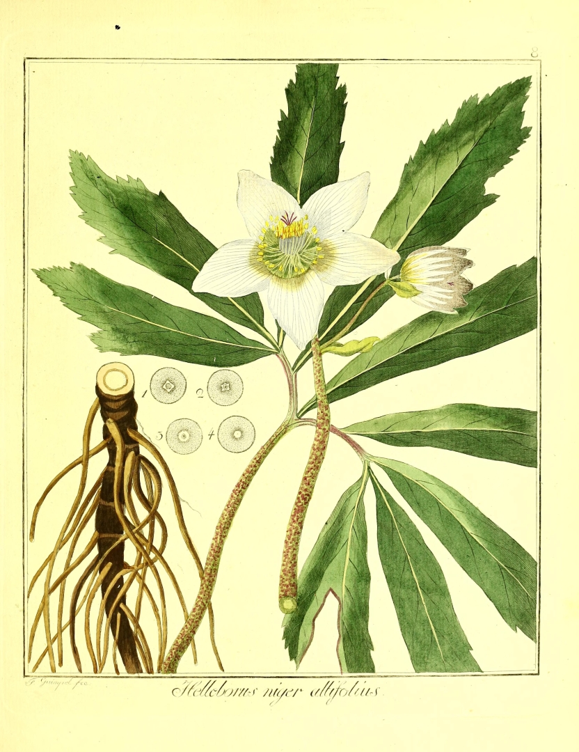 Christmas Roses The Gardens Trust