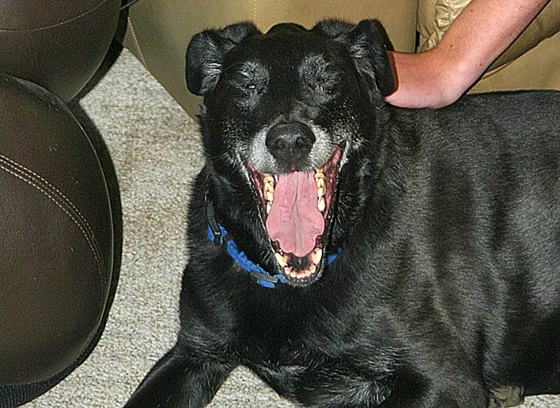 Does Jetblue Charge For Service Dogs