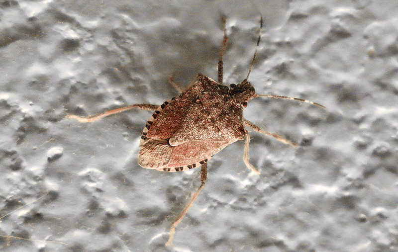 Bed Bugs. What’s With the Stink Bugs in Hotel Rooms in West