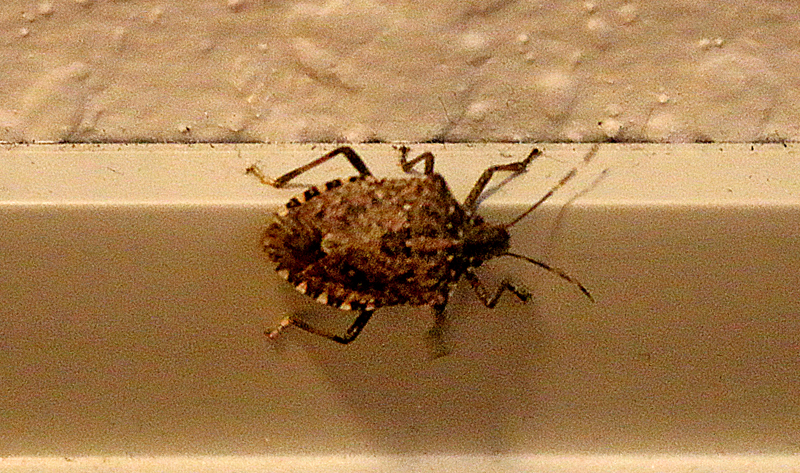 Bed Bugs. What’s With the Stink Bugs in Hotel Rooms in West
