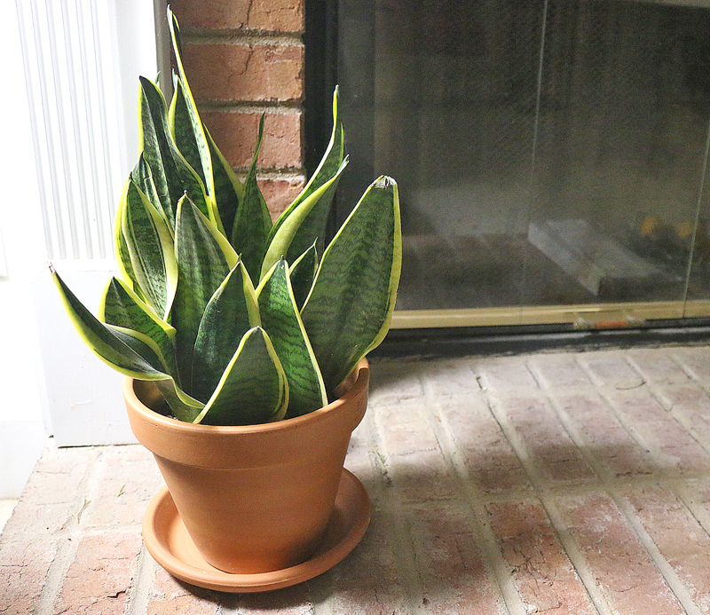 large mishima plant care glennispesicka