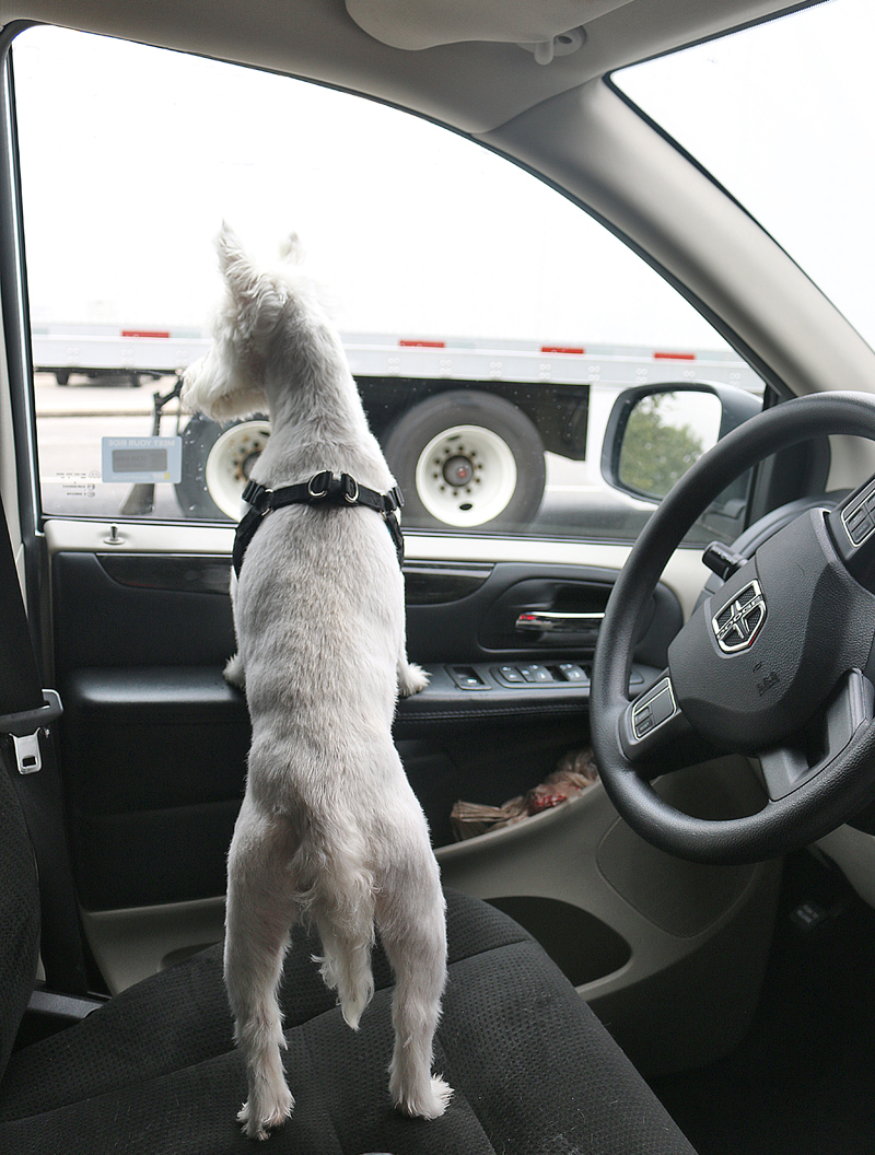 Delta Air Lines to No Longer Accept Emotional Support