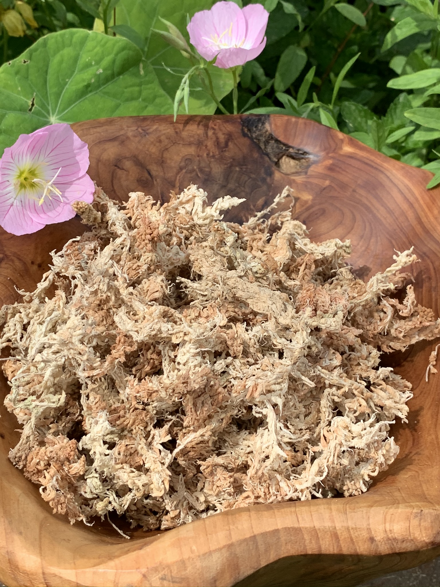 Orchid Moss The Gecko Geek