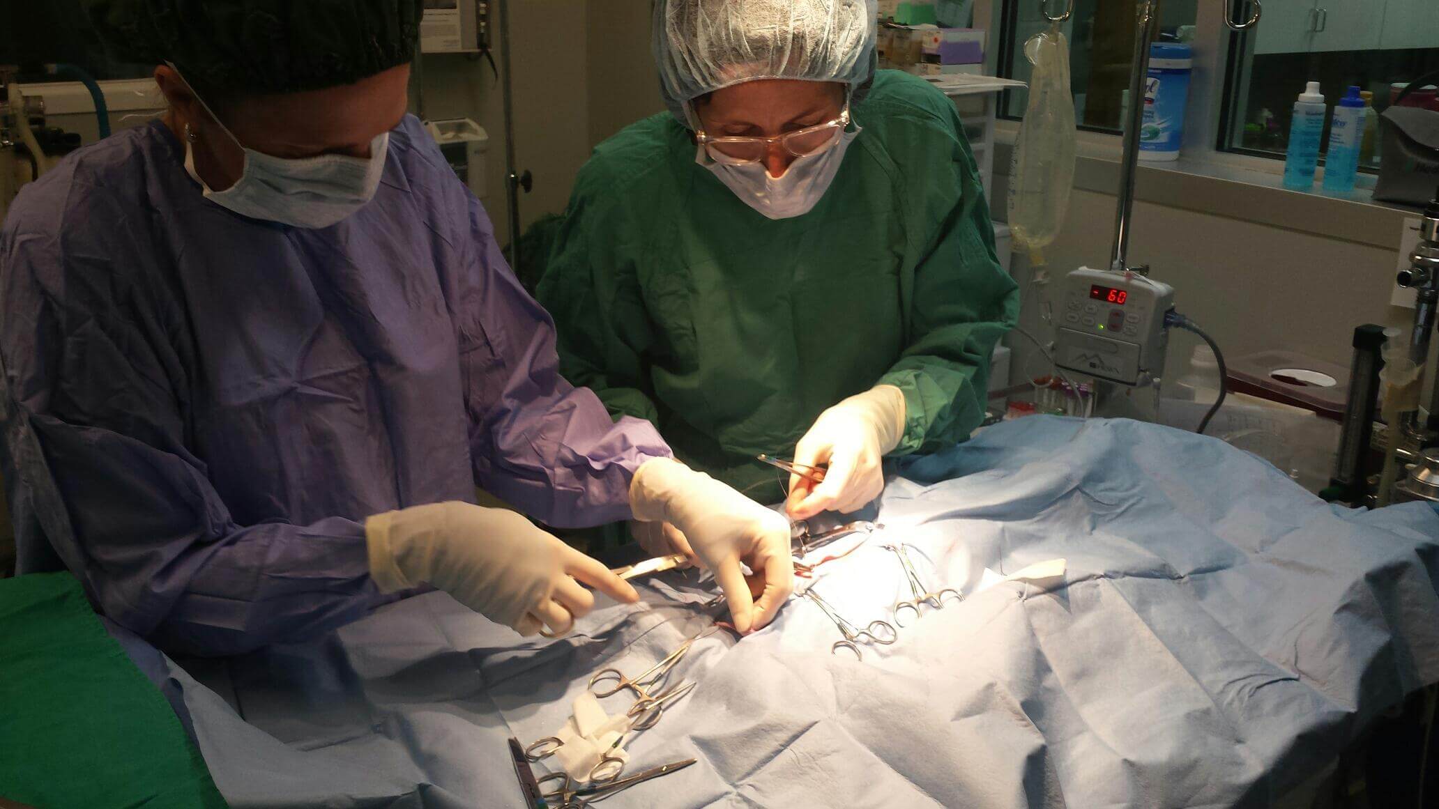 Fundamentals of Surgical Oncology in Small Animals The Geek Veterinarian