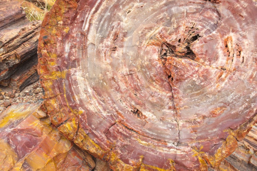 How To Identify Petrified Wood