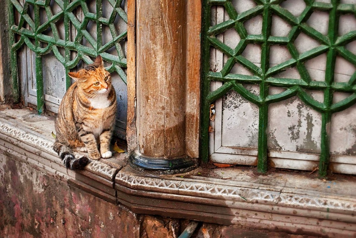 Cats of Islam The Generalist Academy