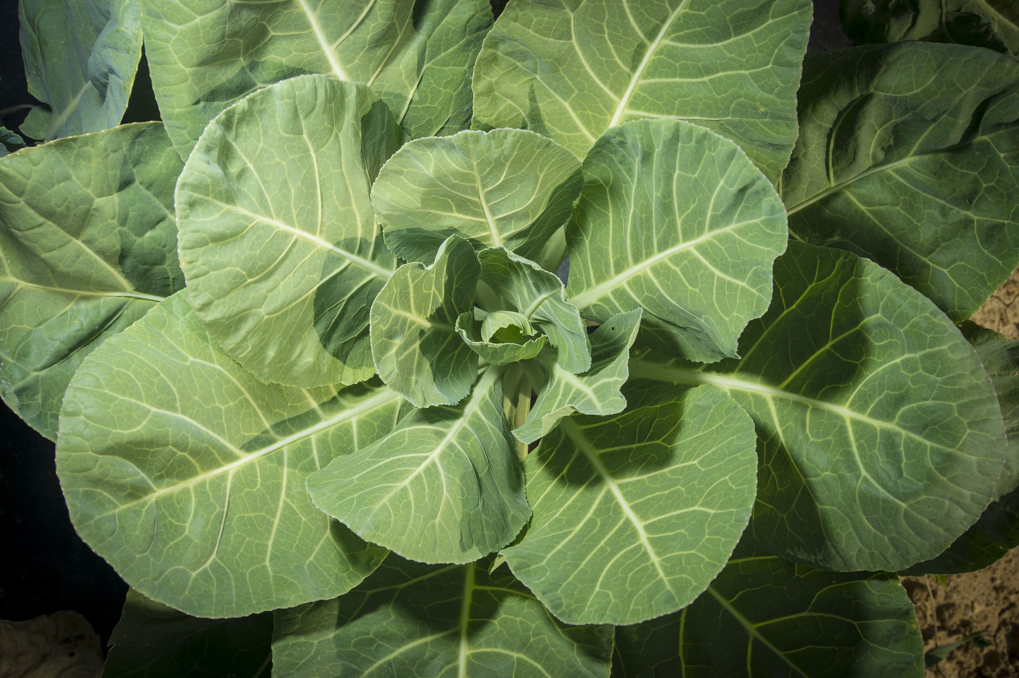 What Vegetables Grow In In The Fall?