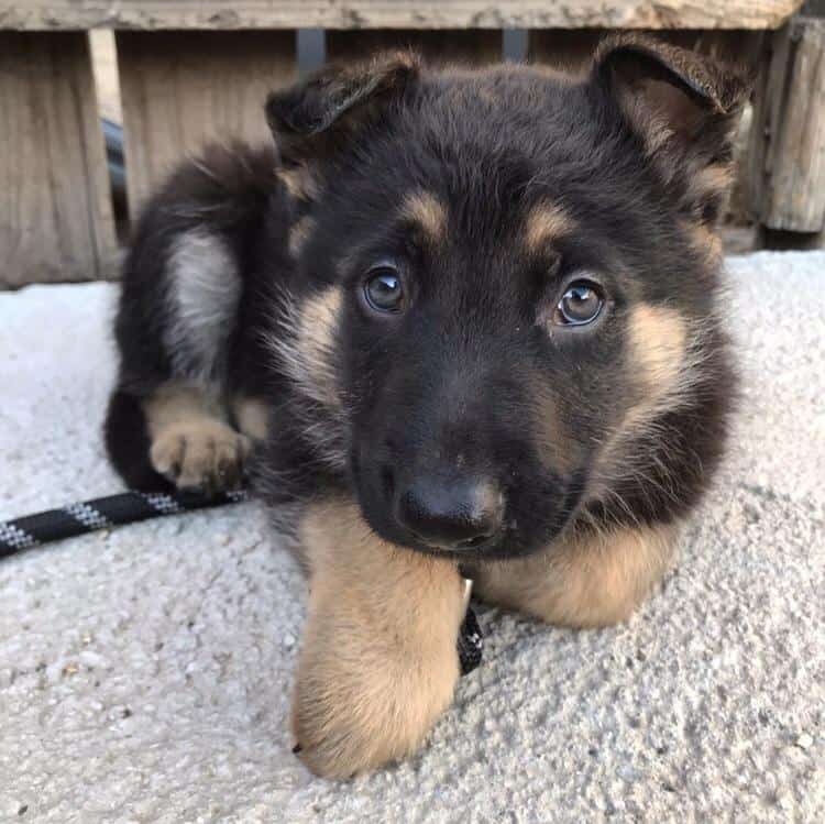 What You Need to Know Before You Buy a German Shepherd The German