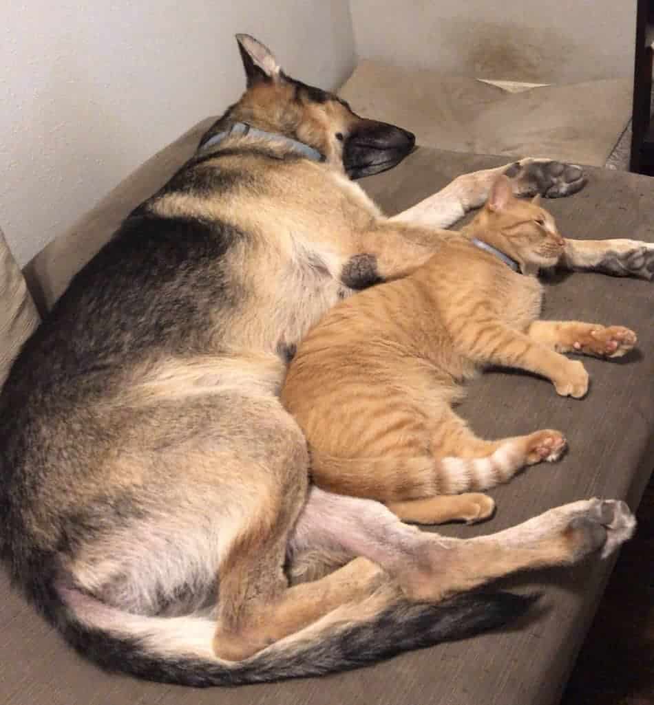 Do German Shepherds Get Along With Cats? The German