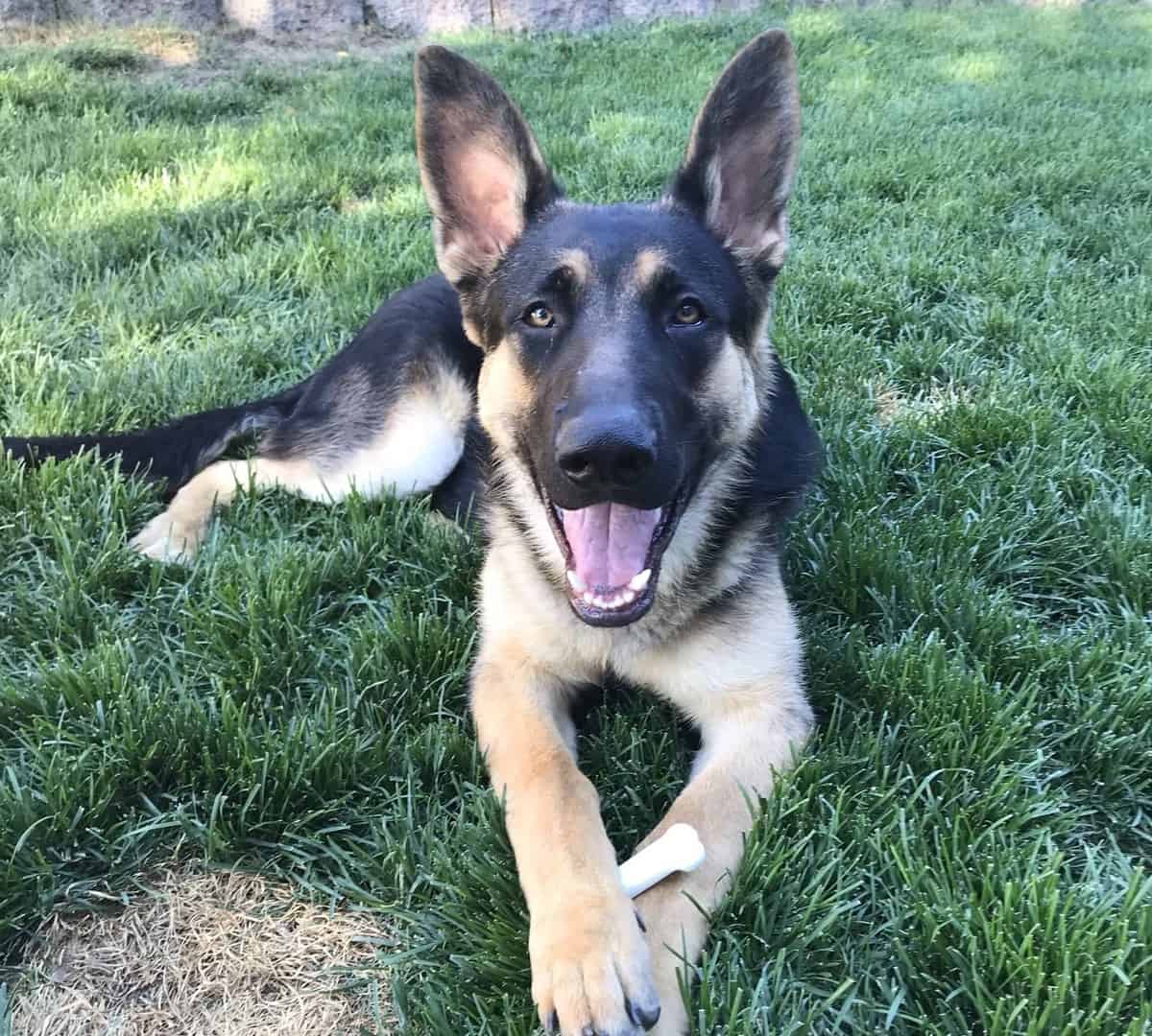 What You Need to Know Before You Buy a German Shepherd The German