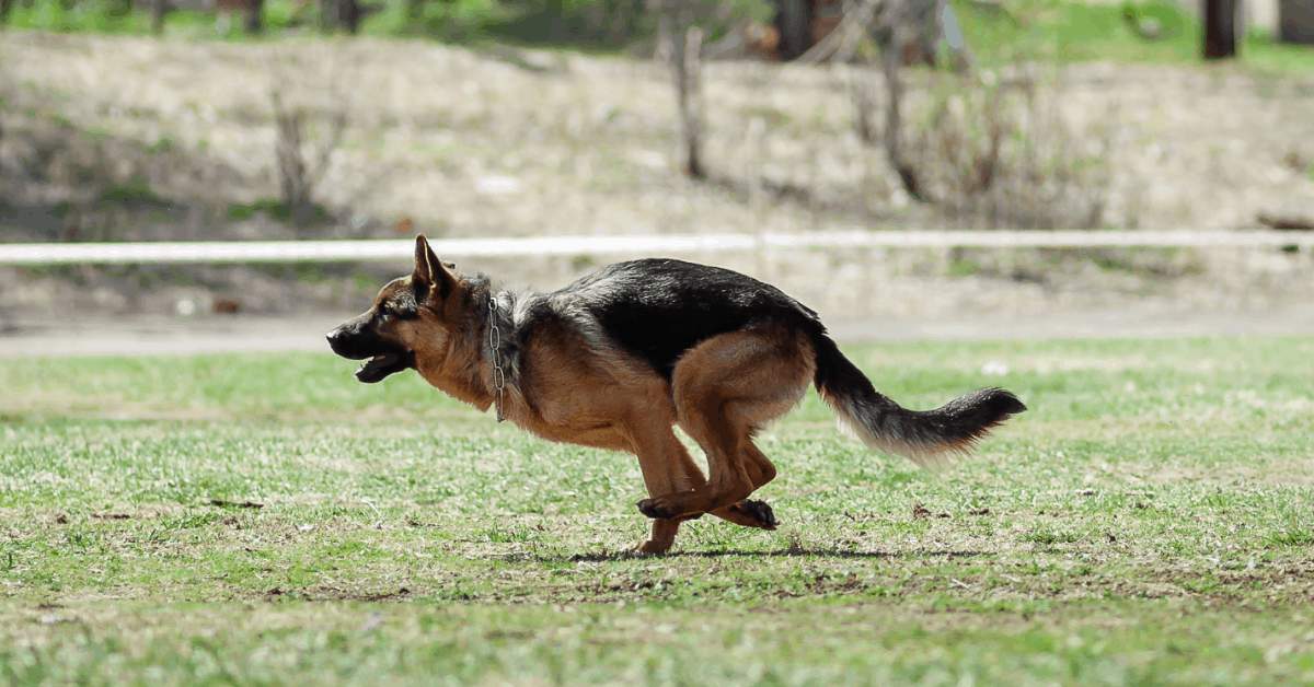 German Shepherd Training Guide All You Need to Know The German