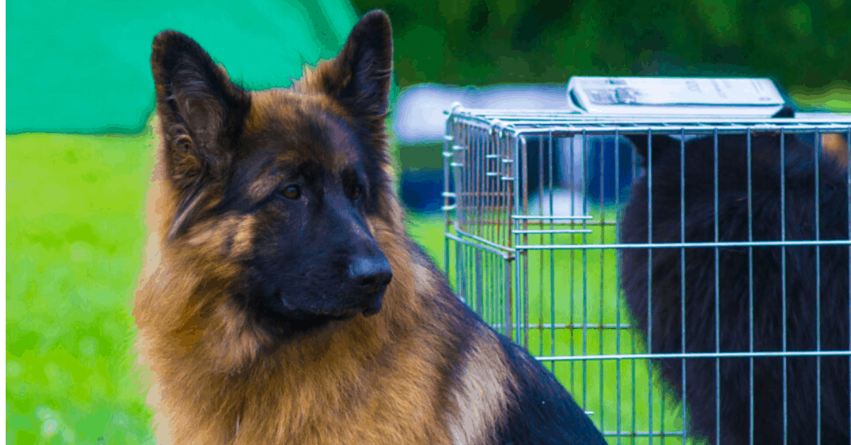 Do German Shepherds Shed? All You Need to Know The German Shepherder
