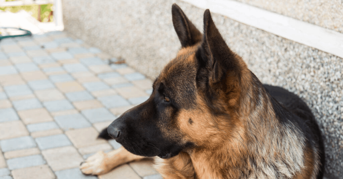 Do German Shepherds Shed? All You Need to Know The German Shepherder