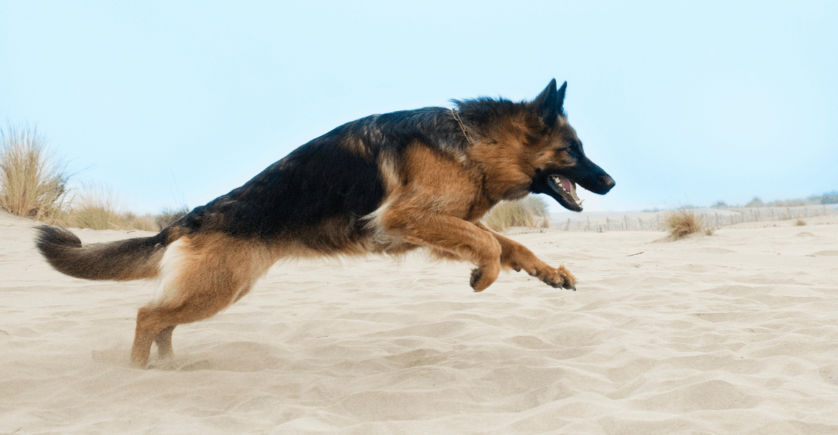 German Shepherd Joint Problems All You Need to Know The German