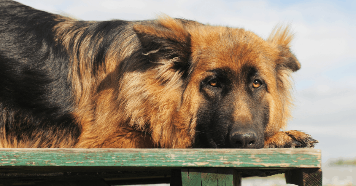 German Shepherd Allergies All You Need To Know The German Shepherder