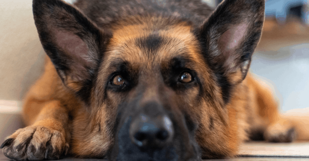 Are German Shepherds Good Emotional Support Dogs? All You Need to Know