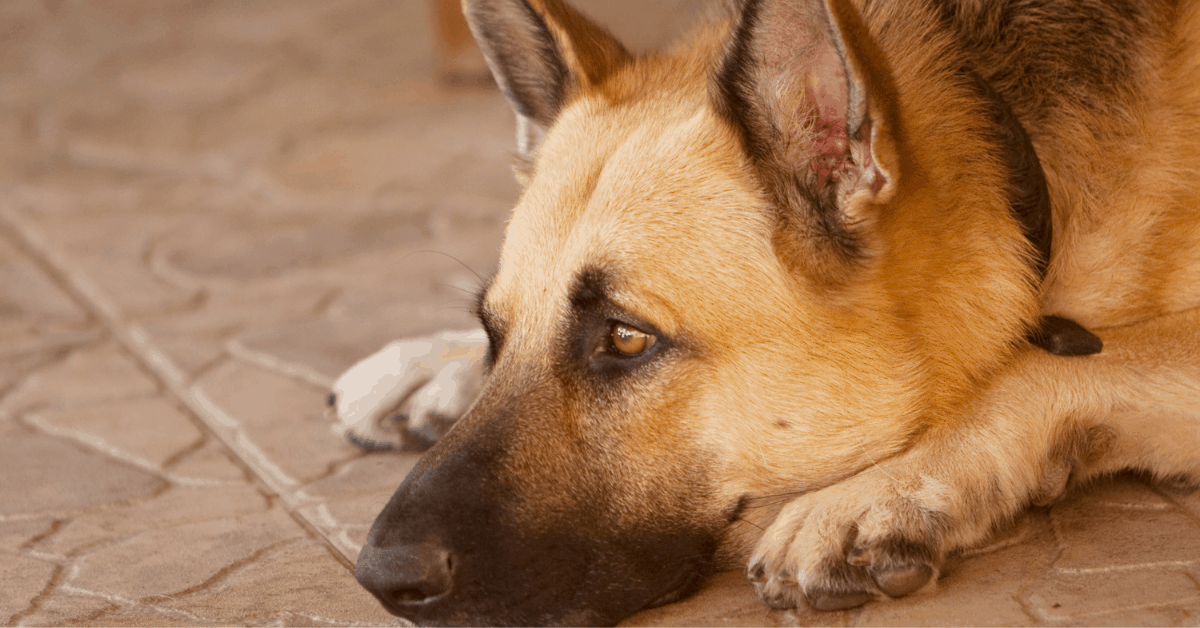 Are German Shepherds Good Emotional Support Dogs? All You Need to Know