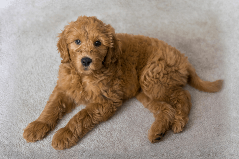 German Shepherd vs. Goldendoodle Which Is Right for You