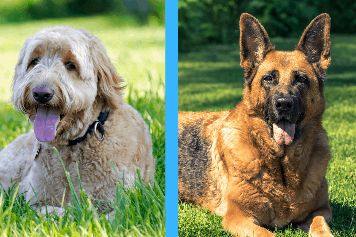 German Shepherd vs. Goldendoodle Which Is Right for You