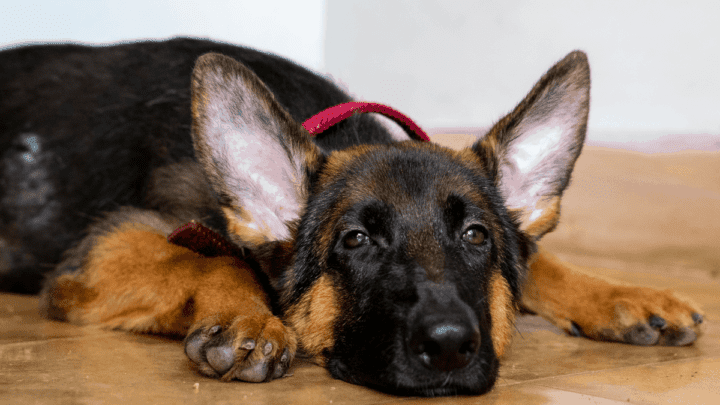 German Shepherd Ear Infections: A Complete Care Guide – The German Shepherder