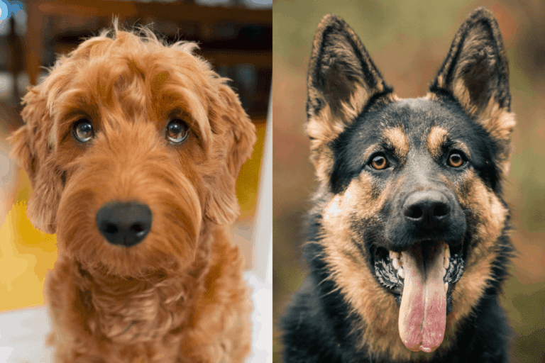 German Shepherd vs. Goldendoodle Which Is Right for You