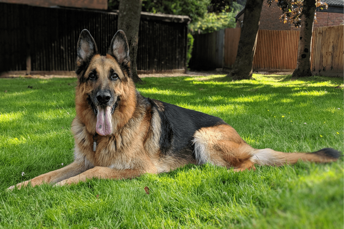 German Shepherd vs. Great Pyrenees Which Should You Get