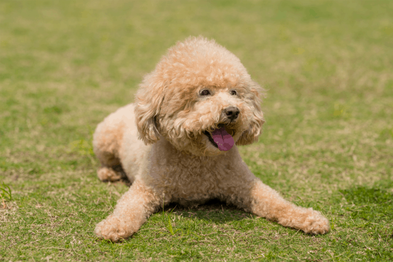 German Shepherd vs. Goldendoodle Which Is Right for You