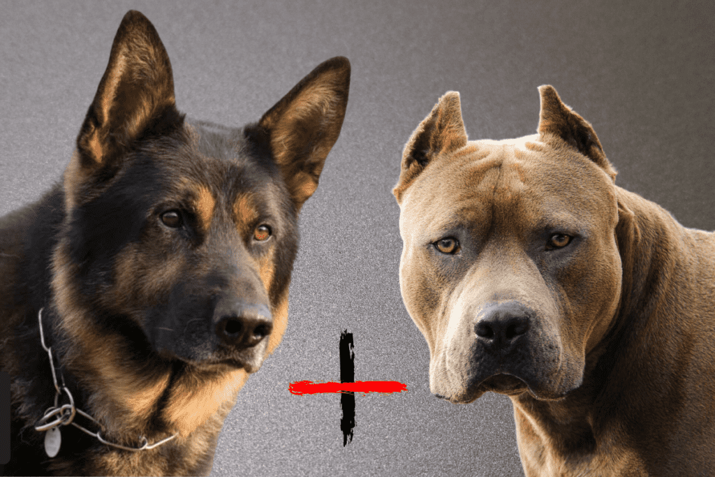 German Shepherd Pitbull Mix All You Need to Know The German Shepherder