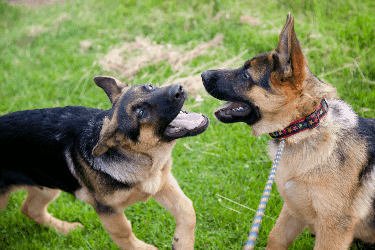 How to Stop German Shepherd Puppy Biting Do's & Dont's The German