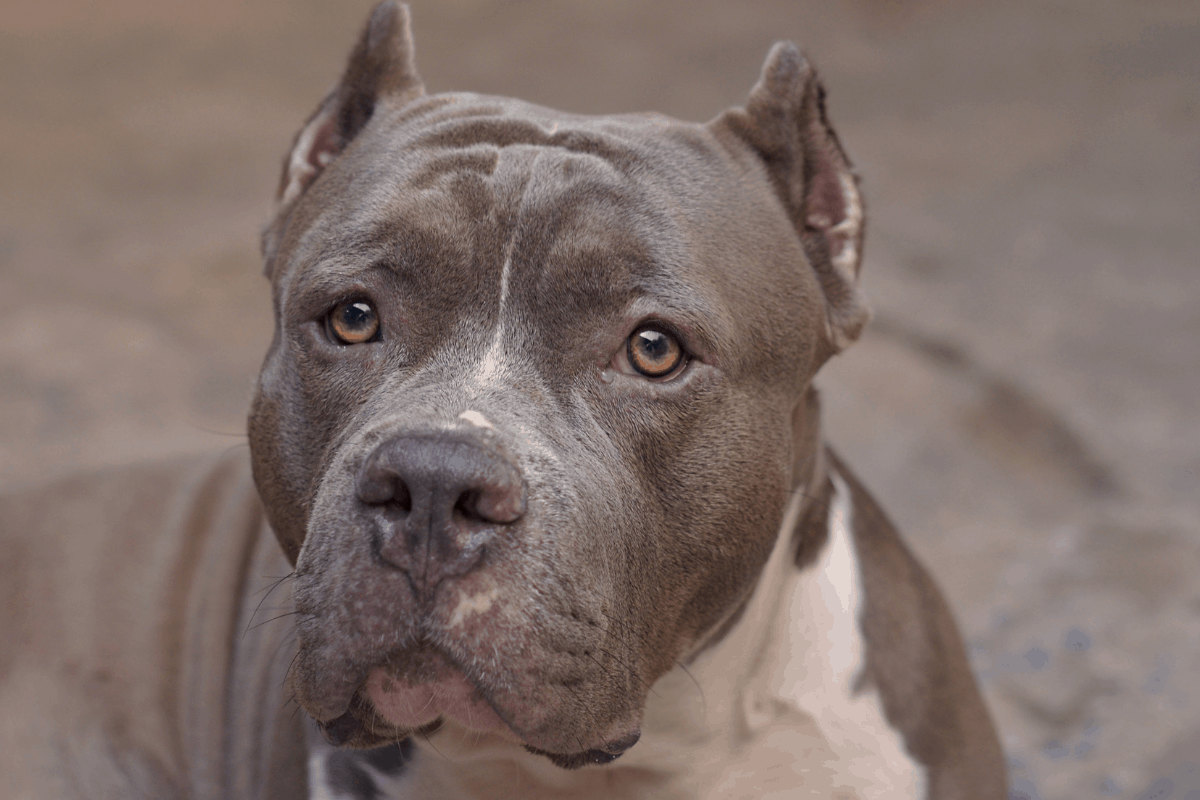 German Shepherd Pitbull Mix All You Need to Know The German Shepherder