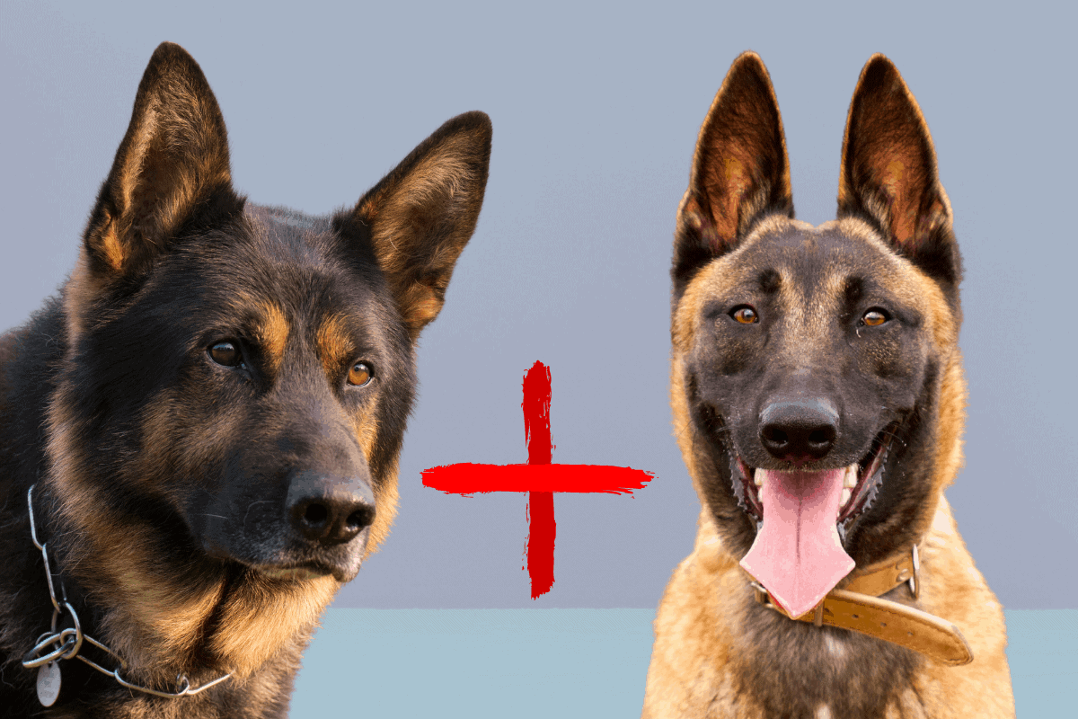 German Shepherd Belgian Malinois Mix Full Breed Guide The German