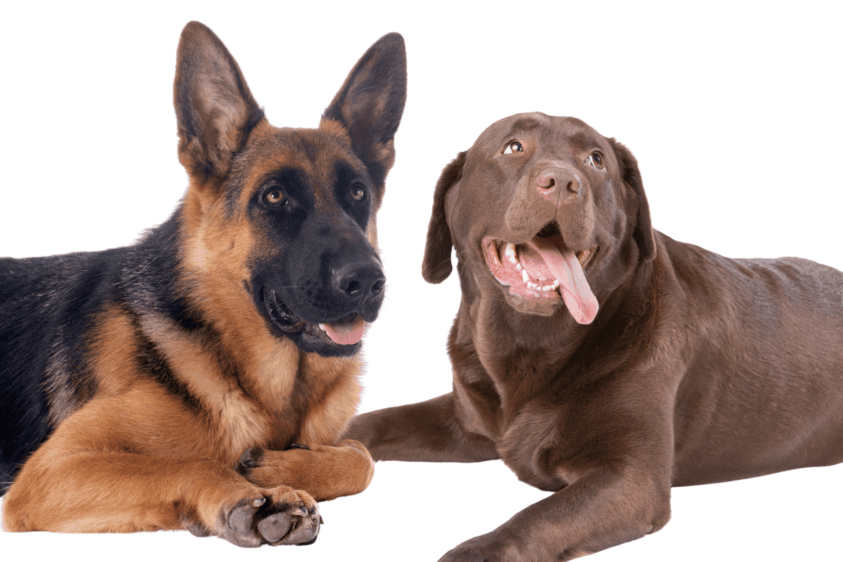 Do German Shepherds and Labradors Get Along? The German Shepherder