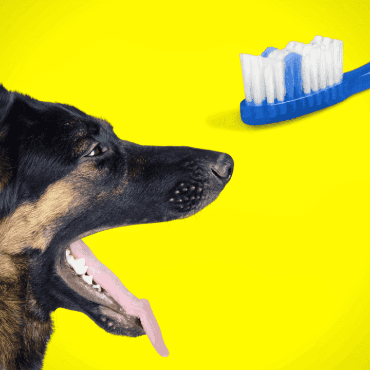 German Shepherd Teeth Brushing, Care, & Cleaning Guide The German