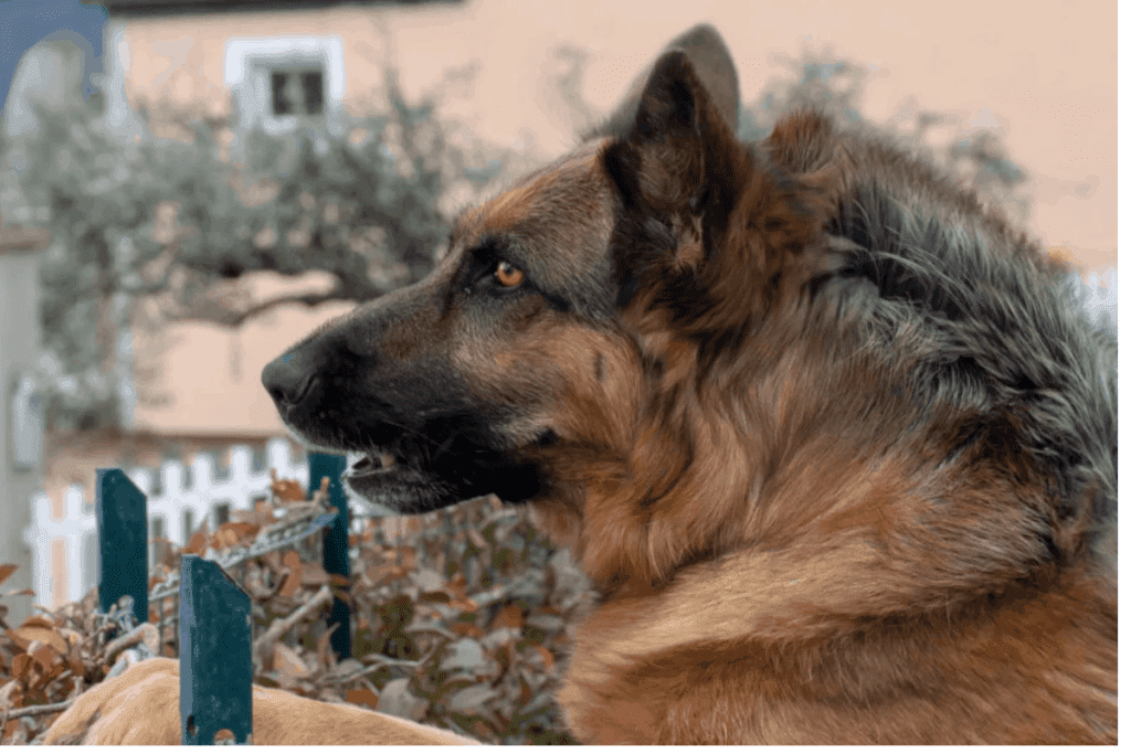 Why Does My German Shepherd’s Hair Stand Up? 6 Reasons The German